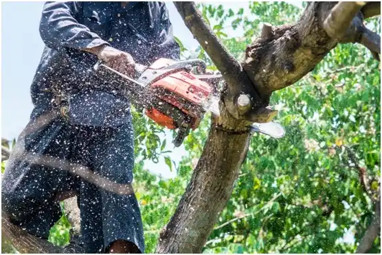 tree services Blackwell